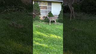 OH deer deer new tenants [upl. by Ojok420]