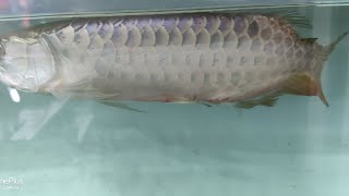 Arowana fin damage treatment [upl. by Us114]