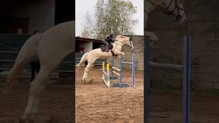 Moment they met he will jump anything for her horse equestrian horseriding showjumping pony [upl. by Nawak]