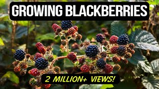 Growing Blackberries in Containers The Complete Guide [upl. by Seem]