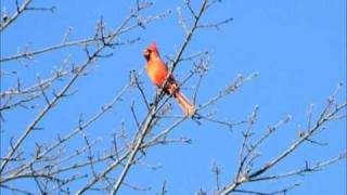 Northern Cardinal Morning Calls  male amp female [upl. by Omrellig]