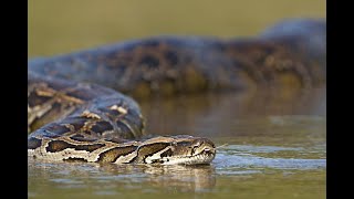 Top 10 Giant Anacondas in the World [upl. by Souza]