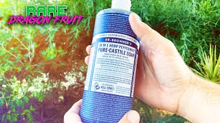 DRAGON FRUIT PEST CONTROL  How to Use Dr Bronners As Insecticidal Soap  I Go to WAR with BUGS [upl. by An446]