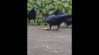 amazing  crow 🐦‍⬛ eating video [upl. by Nahgen]