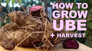 How To Grow Ube Purple Yam  Harvest [upl. by Speroni]