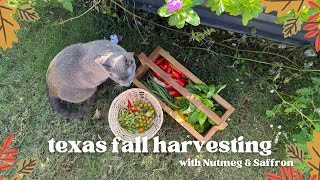 Fall Garden Still Going Strong Here’s What a Typical November Harvest Looks Like ☀️🍁🍅🌶️🫛 [upl. by Mosera93]