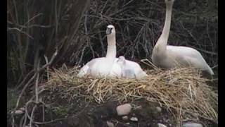 Trumpeter Swans amp Cygnets  Jackson Hole Wyoming [upl. by Aldora117]