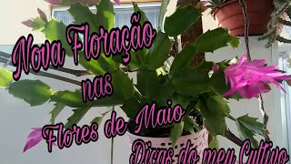 Dicas de Cultivo da Flor de Maio [upl. by Isman]