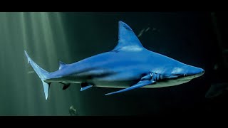 NouvelleCalédonie  un enfant victime dune attaque de requin à Nouméa [upl. by Halimeda]