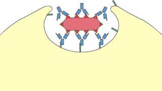 Phagocytosis Opsonization [upl. by Ellednahc3]