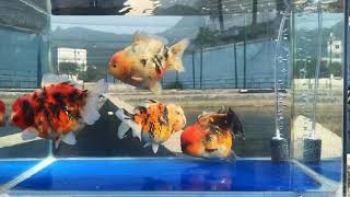 Goldfish kingdom  Short tail oranda [upl. by Sivek]