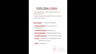 Popliteal fossa notes🗒️ ANATOMYlearnmedicalconceptsmedicalconcepts28 [upl. by Ivett812]