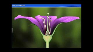 CBSE Class 11 Biology  Angiosperms  By Shiksha House [upl. by Dj]