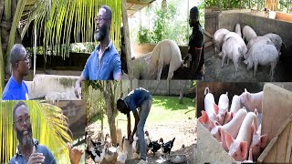 I GET MILLIONS OF CEDIES FROM PIG FARMING  LEARN HOW TO MAKE PIG FARM FROM ELDER NANA ACHEAMPONG [upl. by Aveer248]