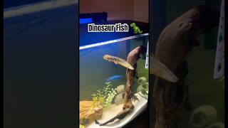 Delhezi Bichir aka “Dinosaur Fish”🦖🐠Pets Fish Dinosaur [upl. by Parker]