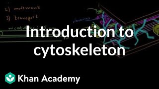 Introduction to cytoskeleton  Cells  MCAT  Khan Academy [upl. by Stoll]