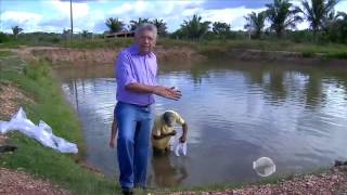 Criação de peixes em tanques é atividade forte em fazendas [upl. by Warms]