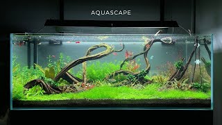 270 Litre Bitkili Akvaryum  270 Liter Planted Aquarium [upl. by Nareht504]