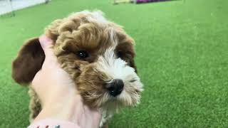 Nati UPDATE  Micro Goldendoodle  Family Bred Puppies [upl. by Leahkim]