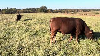 Greg gives you tips on what to look for when selecting a grass genetic bull [upl. by Annissa535]