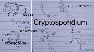 Cryptosporidium life cycle pathogenesis laboratory diagnosis treatment [upl. by Griselda820]