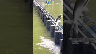 Fish cross the dam limit automobile nature [upl. by Nnylyt]