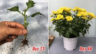 How to grow yellow chrysanthemum from cuttings fast and easy [upl. by Metcalf]