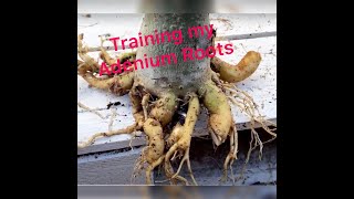 My Desert Rose  How to Root Train [upl. by Harragan601]