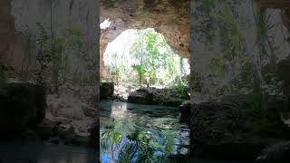 Cenote  Mexico  Dive  Short [upl. by Holly120]