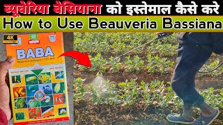 How to Use Beauveria Bassiana  Dose for Foliar amp Soil Application  Beauveria को इस्तेमाल कैसे करे [upl. by Curran600]