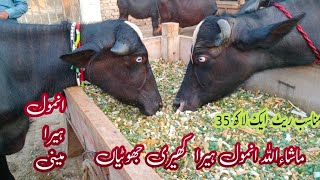 watch pure nili Ravi buffalo for sale in Punjab Pakistan on you tube Madian Animal TV [upl. by Betthezul]