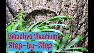 Vivarium Bioactive Build for Mourning Geckos [upl. by Jesse574]