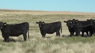 Group 12—Long Ranch Oklahoma Bull Bred Angus Heifers [upl. by Eelram]