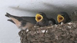 Swallows Nesting in Cornwall [upl. by Clyte]