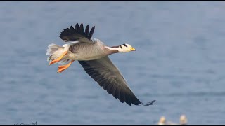 Unbelievable they flew over Mt Everest The mighty Barheaded goose birds wildlife nature [upl. by Eseilanna]