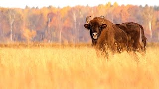 EUROPEAN BISON wild animals in autumn [upl. by Enicnarf]