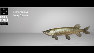 Fishing Planet  Emerald Lake  Northern Pike  Spin [upl. by Nal]