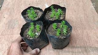 How to Propagate Sedum Reflexum quotLemon Ballquot [upl. by Nwahsirhc]