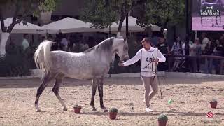 N 48 ULMARIA B Spanish Nationals 2024 Mares 4 6 Years Old Class 7 [upl. by Barling]