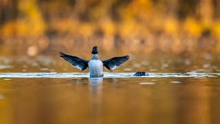 Fotografia ptaków w rezerwacie Etyka fotografa oraz moje podejście do fotografii naturyVlog11 [upl. by Shaver157]