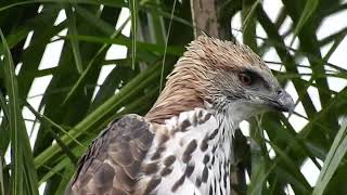 Changeable Hawk Eagle stalking breakfast  pale morph [upl. by Tessie]