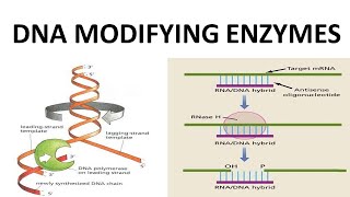 DNA MODIFYING ENZYMES [upl. by Rabin616]