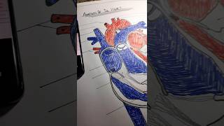 Human heart diagram ❗ shorts ytshorts mbbs [upl. by Symon]