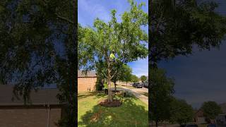 Elm Tree Removal  Step By Step [upl. by Pelson]