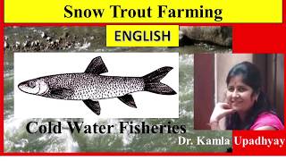 Snow trout farmingTrout Farming Schizothorax Cold Water Fisheries  Schizothorax  Snow Trout [upl. by Bram]