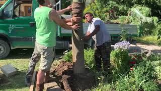 Brachychiton rupestris 2 Planting  Bottle tree [upl. by Rednaeel592]