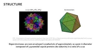 Adeno Associated Virus AAV [upl. by Penthea689]