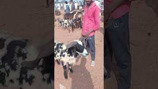 VM Sheep Farmsheepfarm animals goat sheeps achampet youtubeshorts shorts [upl. by Euginimod]