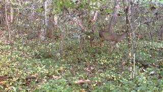 Deer on Wildview Trail Cam [upl. by Rich]