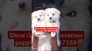 Show Quality Pomeranian puppies 9019047558 [upl. by Ydaj]